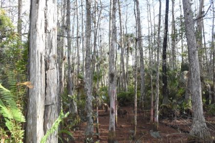 small image cypress swamp